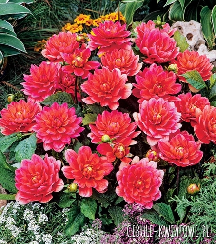 Dalia Dekoracyjna Berliner Kleene 1 szt.