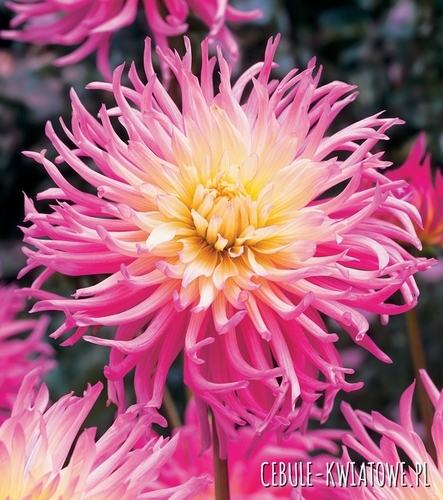 Dalia Kaktusowa Star's Favourite 1 szt.