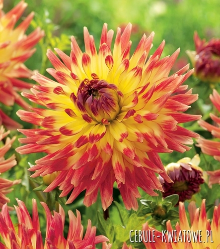 Dalia Kaktusowa Summer Breeze 1 szt.