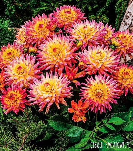 Dalia Kaktusowa Melody Gipsy 1 szt.