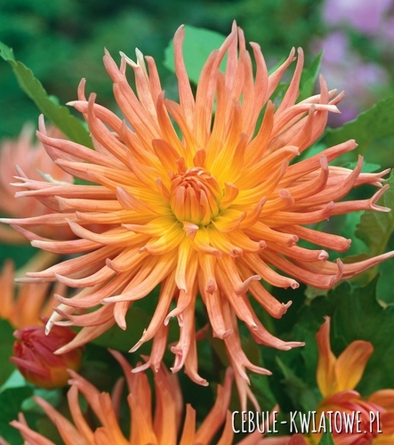 Dalia Kaktusowa Shining Star 1 szt.
