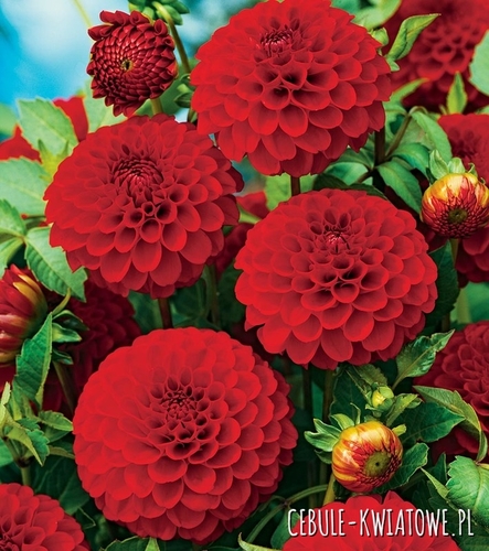 Dalia Pomponowa Glow 1 szt.