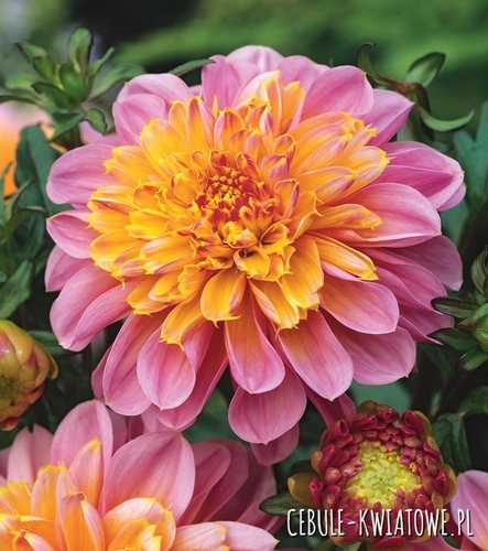 Dalia Anemonowa Life Style 1 szt.