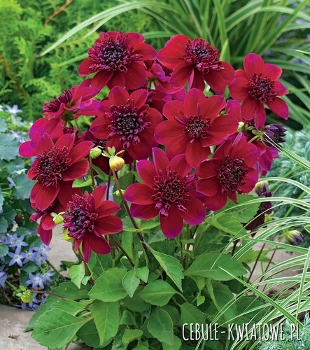 Dalia Anemonowa Purpinca 1 szt.