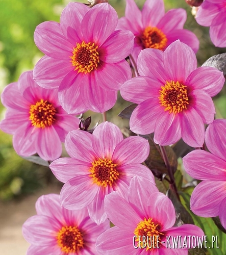 Dalia Mignon Różowa 1 szt.