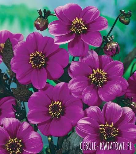 Dalia Mignon Fioletowa 1 szt.