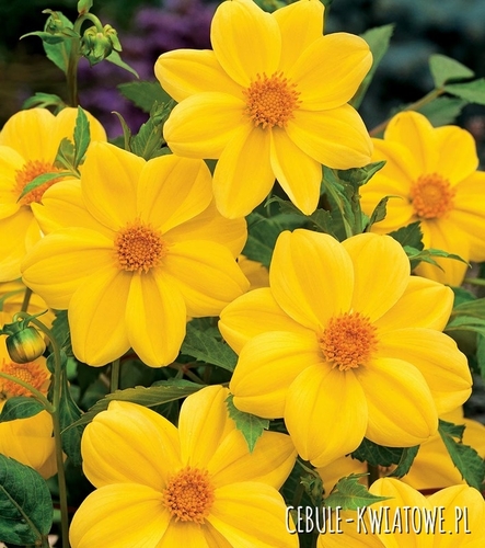 Dalia Mignon Żółta 1 szt.