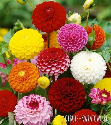 Dalia Pomponowa - Pompon Zaad 1 szt.