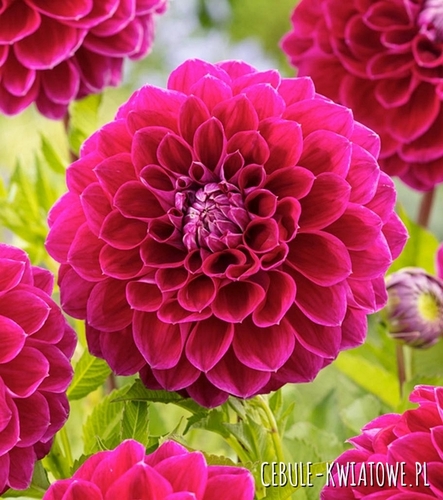 Dalia Kulista Jowey Marylin 1 szt.