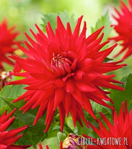 Dalia Kaktusowa Karma Corona Red 1 szt.