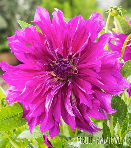 Dalia Dekoracyjna Purple Taiheijo 1 szt.