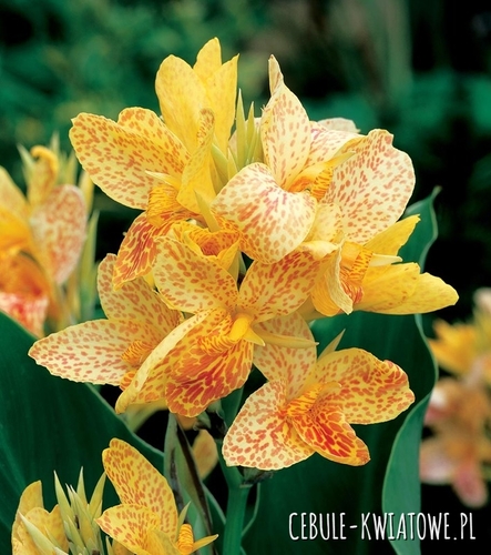 Canna - Kanna Picasso 1 szt.