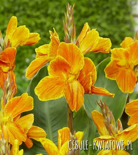 Canna - Kanna Carnaval 1 szt.