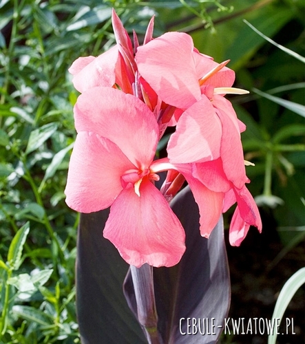 Canna - Paciorecznik Champion 1 szt.