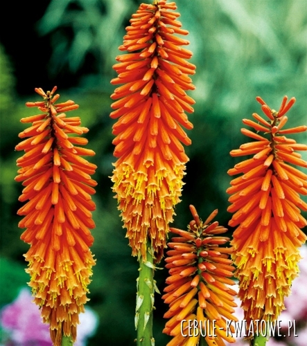 Kniphofia Trytoma Pomarańczowa 1 szt.