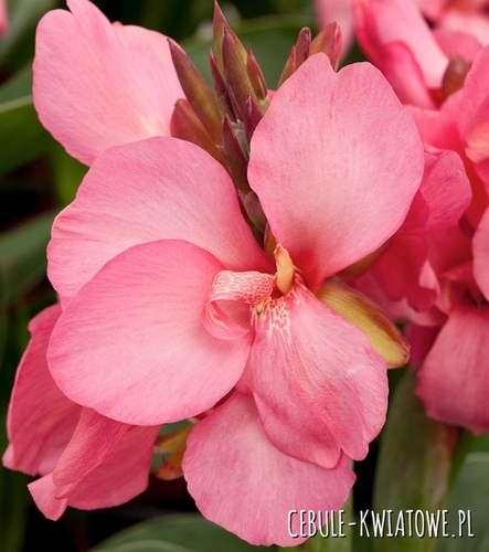 Canna - Paciorecznik Crimson Beauty 1 szt.