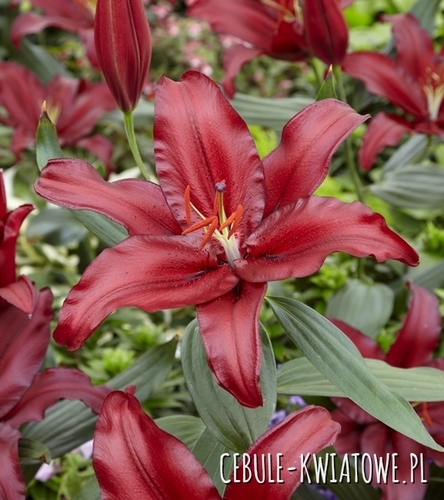 Lilia Orientalna Firebolt 1 szt.