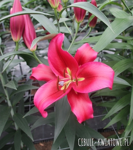 Lilia Drzewiasta Red Desire 1 szt.