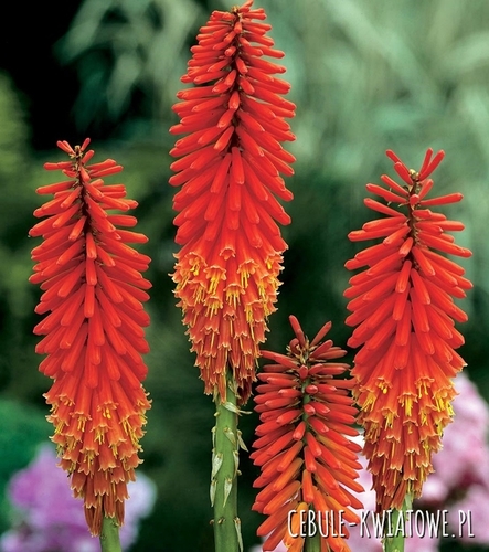 Kniphofia Trytoma Nancy Red 1 szt.