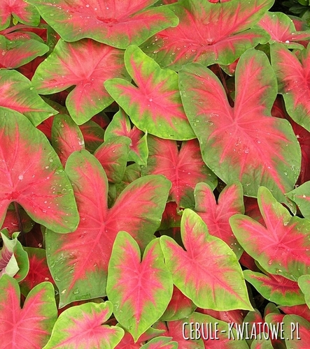 Caladium - Kaladium Florida Cardinal 1 szt.