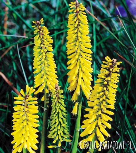 Kniphofia Trytoma Minister Verschuur 1 szt.