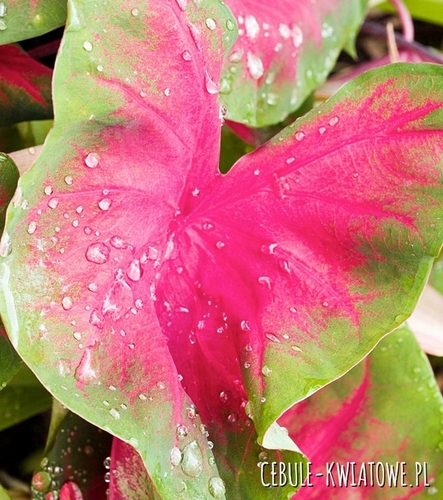 Caladium - Kaladium Poecile 1 szt.