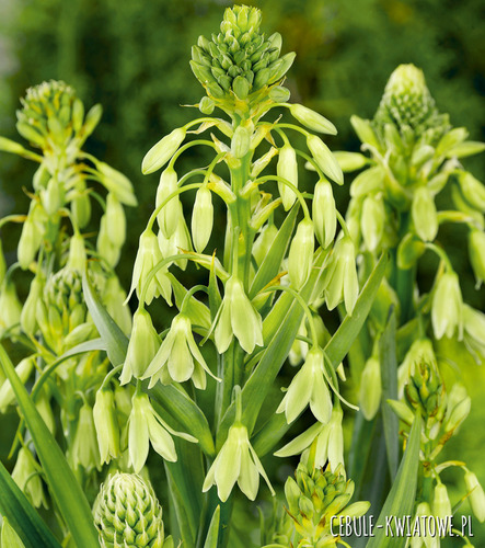 Galtonia viridiflora 1 szt.