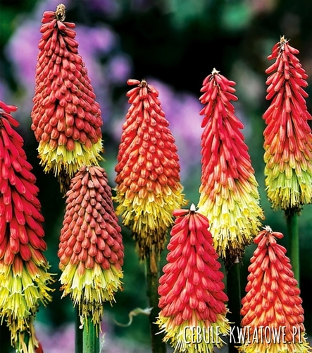 Kniphofia Trytoma Czerwono-Żółta 1 szt.