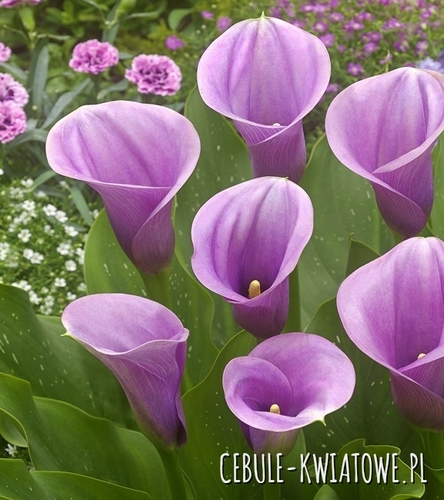 Zantedeschia - Kalla Captain Violetta 1 szt.