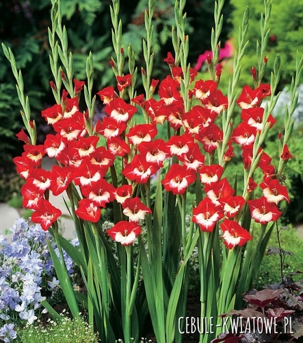 Gladiolus Mieczyk Wielkokwiatowy Mademoiselle De Paris 5 szt.