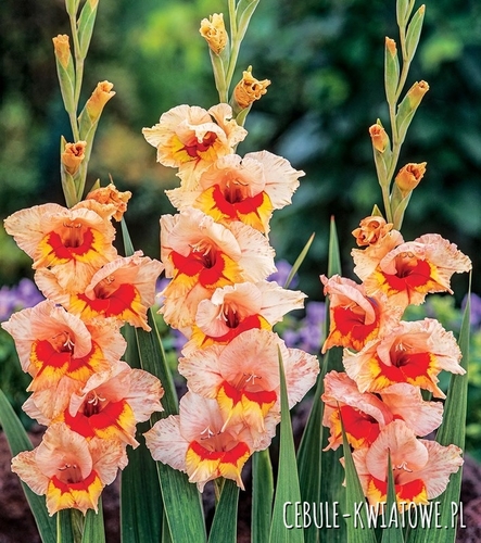 Gladiolus - Mieczyk Wielkokwiatowy Blackpool 5 szt.