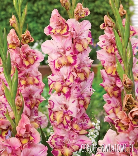 Gladiolus - Mieczyk Wielkokwiatowy Quepo 5 szt.