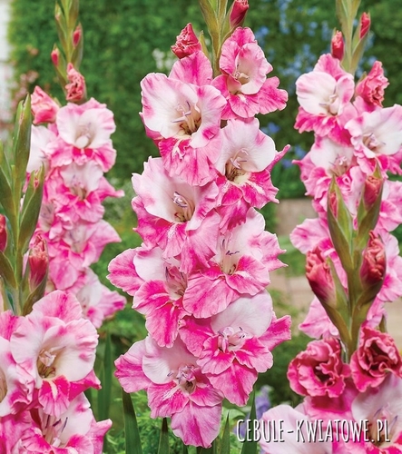 Gladiolus - Mieczyk Wielkokwiatowy Razjan 5 szt.