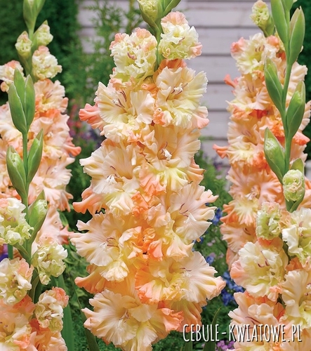 Gladiolus - Mieczyk Wielkokwiatowy Sotsji 5 szt.