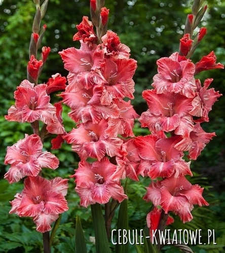 Gladiolus - Mieczyk Wielkokwiatowy Vabene 5 szt.