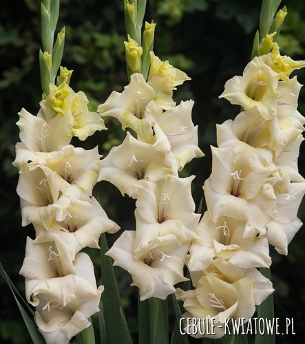 Gladiolus - Mieczyk Wielkokwiatowy Rivendell 5 szt.