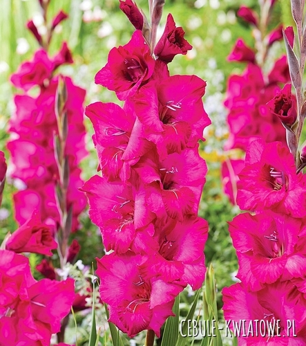 Gladiolus - Mieczyk Wielkokwiatowy Natan 5 szt.