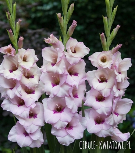 Gladiolus - Mieczyk Wielkokwiatowy Venezia 5 szt.