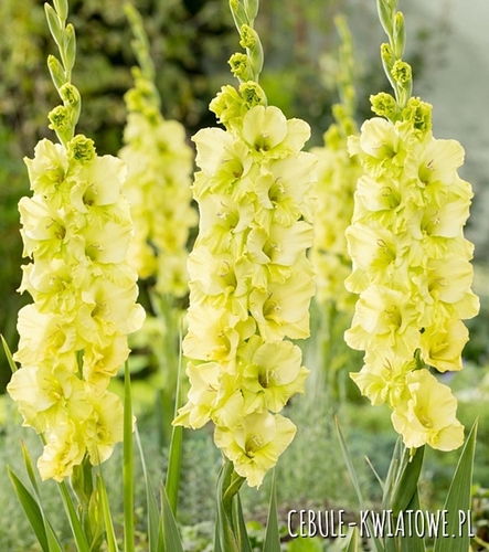 Gladiolus - Mieczyk Limonkowy 5 Szt