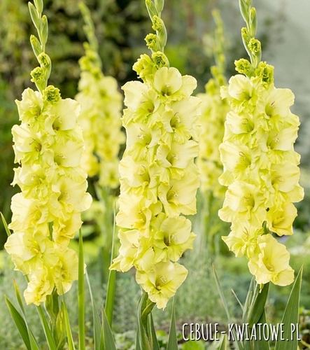Gladiolus - Mieczyk Limonkowy 100 Szt
