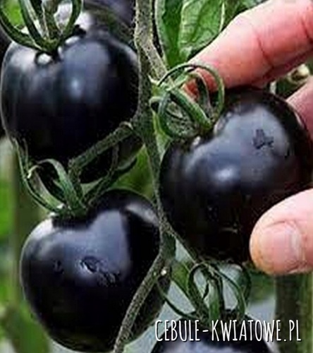 Pomidor Gruntowy Blackball