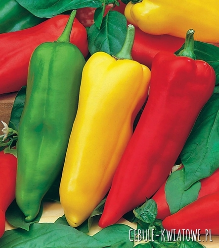 Papryka słodka Corno di Toro Rosso i Giallo- długa stożkowa, czerw. Żółta. i zie