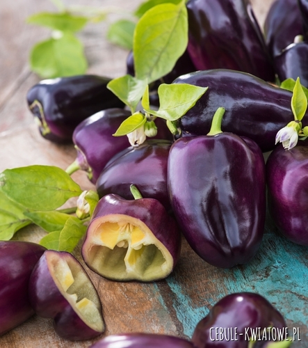 Papryka Loran ( fioletowa do uprawy w gruncie i szklarni )