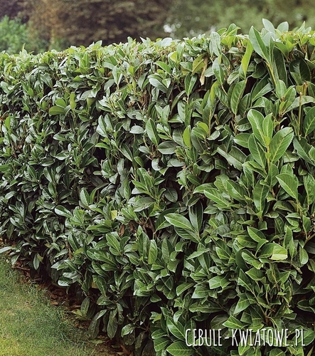 Laurowiśnia Caucasica Doniczka 1 szt.