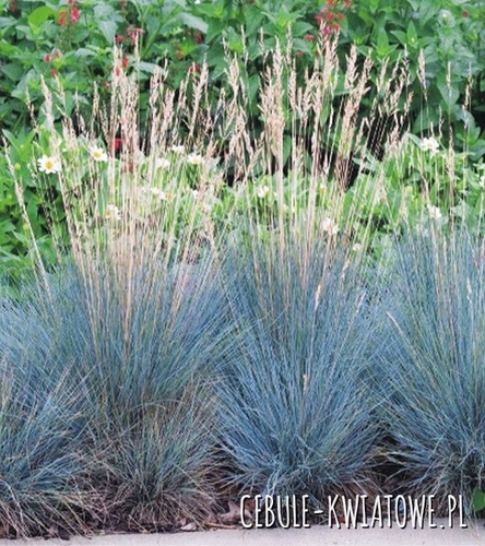 Kostrzewa popielata - Festuca glauca 1 szt.