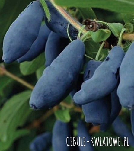 Jagoda Kamczacka Honeybee - doniczka