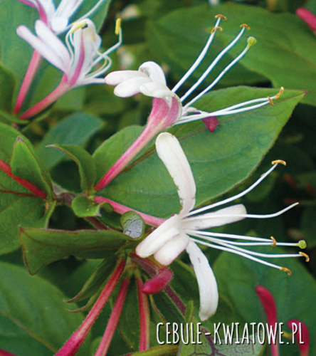 Wiciokrzew Japoński Purpurea 1 szt.