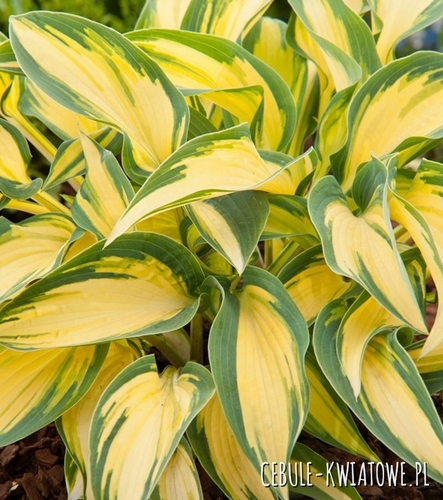 Hosta - Funkia Orange Marmalade 1 szt.