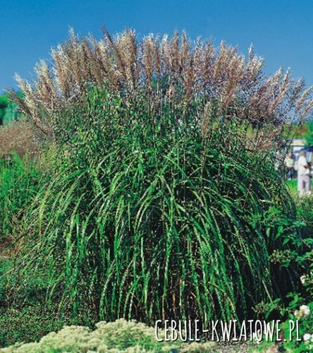 Miscanthus Miskant Maleparthus 1 szt.