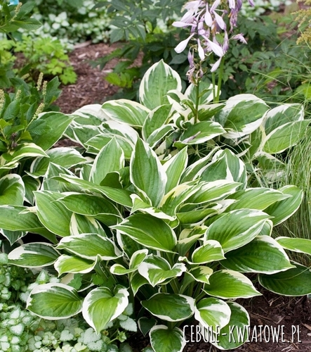 Hosta - Funkia Yellow River 1 szt.